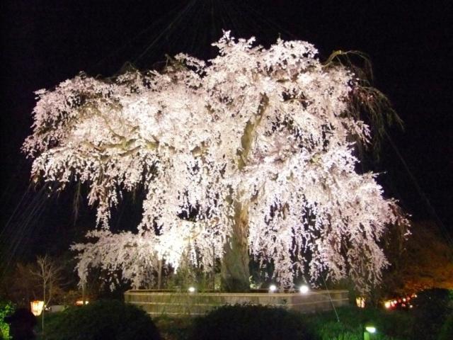 Rejoice Stay Kyoto Nijo Gekko Екстер'єр фото
